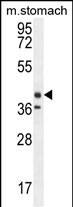 Western Blot Tectorin Beta Antibody (RB27701)