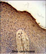 Immunohistochemistry-Paraffin Isthmin 1/ISM1 Antibody (RB25991)