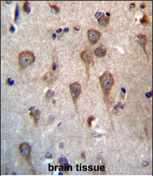 GPHB5 Antibody (C-term) western blot analysis in human normal Uterus tissue lysates (35ug/lane).This demonstrates the GPHB5 antibody detected the GPHB5 protein (arrow).