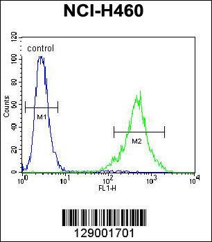 Confocal immunofluorescent analysis of FAM218A Antibody (C-term) with NCI-H460 cell followed by Alexa Fluor 488-conjugated goat anti-rabbit lgG (green). Dused to stain the cell nuclear (blue).
