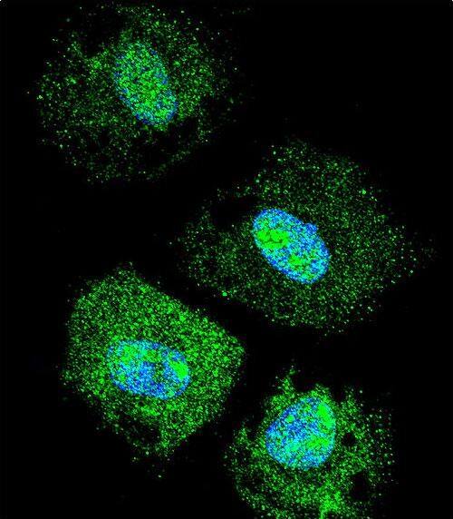 Confocal immunofluorescent analysis of FAM218A Antibody (C-term) with NCI-H460 cell followed by Alexa Fluor 488-conjugated goat anti-rabbit lgG (green). Dused to stain the cell nuclear (blue).