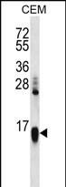 HIST1H2AA Antibody (N-term) western blot analysis in CEM cell line lysates (35ug/lane).This demonstrates the HIST1H2AA antibody detected the HIST1H2AA protein (arrow).