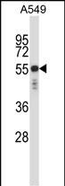 KRT6C Antibody (N-term) western blot analysis in A549 cell line lysates (35ug/lane).This demonstrates the KRT6C antibody detected the KRT6C protein (arrow).