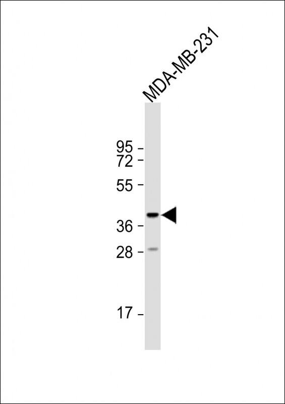 Western Blot TAS2R44 Antibody (RB35870)