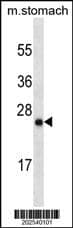LYPD6B Antibody (Center)(Ascites) western blot analysis in mouse stomach tissue lysates (35?g/lane).This demonstrates the LYPD6B antibody detected the LYPD6B protein (arrow).