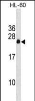 Western Blot APRG1 Antibody (RB35426)