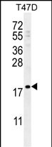 LCE1A Antibody (C-term) western blot analysis in T47D cell line lysates (35ug/lane).This demonstrates the LCE1A antibody detected the LCE1A protein (arrow).