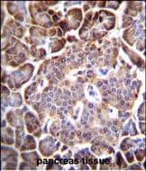Immunohistochemistry-Paraffin Aquaporin 12B Antibody (RB29754)