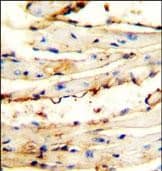 Immunohistochemistry-Paraffin CRCT1 Antibody (RB27599)