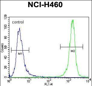 PRAMEF8 Antibody (C-term) western blot analysis in NCI-H460 cell line lysates (35ug/lane).This demonstrates the PRAMEF8 antibody detected the PRAMEF8 protein (arrow).