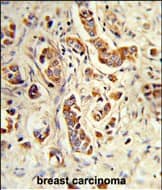Western blot analysis of NCF1C Antibody (C-term) in T47D cell line lysates (35ug/lane). NCF1C (arrow) was detected using the purified Pab.