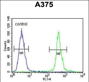 AL2SA Antibody (N-term) western blot analysis in A375 cell line lysates (35ug/lane).This demonstrates the AL2SA antibody detected the AL2SA protein (arrow).