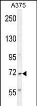 AL2SA Antibody (N-term) western blot analysis in A375 cell line lysates (35ug/lane).This demonstrates the AL2SA antibody detected the AL2SA protein (arrow).