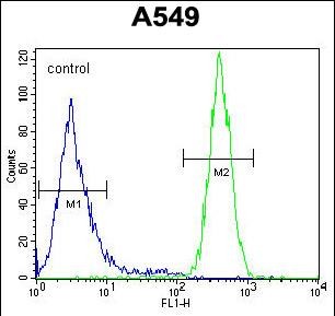 GOLGA2L1 Antibody (C-term) western blot analysis in A549 cell line lysates (35ug/lane).This demonstrates the GOLGA2L1 antibody detected the GOLGA2L1 protein (arrow).