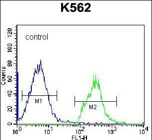 HIST1H2BL Antibody (N-term) western blot analysis in K562 cell line lysates (35ug/lane).This demonstrates the HIST1H2BL antibody detected the HIST1H2BL protein (arrow).