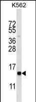HIST1H2BL Antibody (N-term) western blot analysis in K562 cell line lysates (35ug/lane).This demonstrates the HIST1H2BL antibody detected the HIST1H2BL protein (arrow).