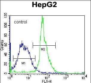 KRTtibody (Center) western blot analysis in HepG2 cell line lysates (35ug/lane).This demonstrates the KRTAP1-3 antibody detected the KRTAP1-3 protein (arrow).