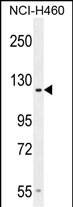 GPR144 Antibody (Center) western blot analysis in NCI-H460 cell line lysates (35ug/lane).This demonstrates the GPR144 antibody detected the GPR144 protein (arrow).