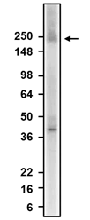 Western Blot Scn1a Antibody (K74/71) - Chimeric - BSA Free
