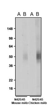 Western blotting of mock transfected (A) and VAChT/SLC18A3 transfected (B) COS-7 lysates with VAChT/SLC18A3 mouse monoclonal antibody and NBP3-52348. The mouse monoclonal antibody and chicken monoclonal antibody were detected with anti-mouse-HRP and anti-chicken-HRP, respectively. The chicken monoclonal antibody recognizes exogenous VAChT/SLC18A3 with similar sensitivity as the mouse monoclonal antibody only in VAChT/SLC18A3 transfected COS-7 lysates at ~60 kDa.