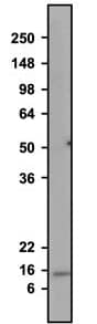 Western blotting of rat whole brain homogenate with NBP3-52350 (10 µg/ml) and detected with anti-chicken-HRP. This antibody recognizes endogenous Parvalbumin in the rat whole brain homogenate at ~12 kDa.
