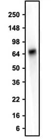 Western blotting of 2 μL human serum with NBP3-52356 (the BSA Free version of this antibody), detected with anti-chicken-HRP.This antibody recognizes endogenous albumin protein in human serum at ~66 kDa.