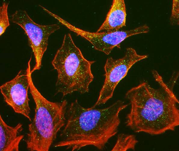 Immunocytochemistry/ Immunofluorescence RAB9A Antibody (Clone 9) - Chimeric - BSA Free