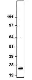 Western Blot RAB9A Antibody (Clone 9) - Chimeric - BSA Free