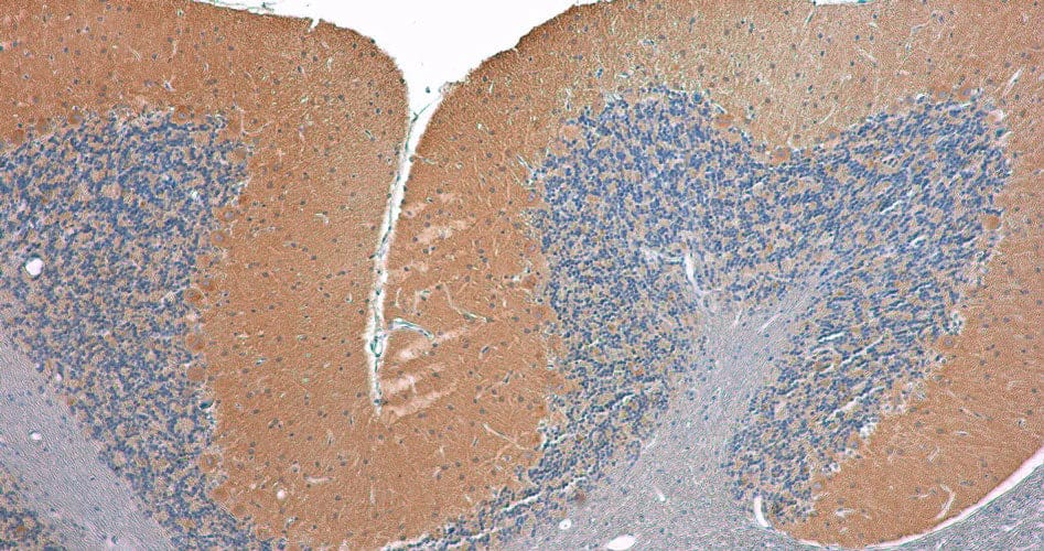 Representative image of formalin fixed paraffin-embedded section of rat cerebellum section stained with NBP3-52362 (the BSA Free version of this antibody) (brown) and counterstained with hematoxylin (blue). This antibody specifically stains the Purkinje cells in the cerebellum.