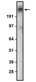 Western Blot CACNA1E Antibody (N493/22) - Chimeric - BSA Free