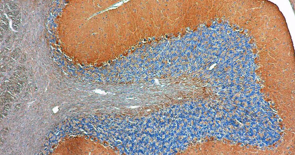 Representative image of formalin fixed paraffin embedded section of rat cerebellum section stained with NBP3-52366 (brown) and counterstained with hematoxylin (blue). Magnification: 200X