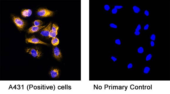 Detection of human EGFR by incubating cells with 5 μg/mL of Goat anti-Human EGFR polyclonal antibody (AF231) at room temperature for 1 hour followed by incubation with 1:200 dilution of Donkey Anti-Goat IgG NorthernLights™ NL637-conjugated secondary antibody for 1 hour at room temperature. Note strong positive staining in A431 cells (left panel, positive control) and a lack of non-specific background staining in the absence of primary antibodies (right panel, negative control).   