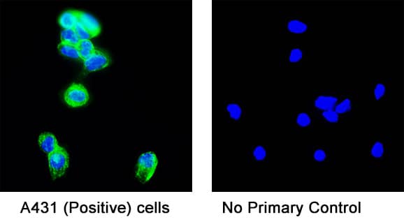 Detection of human EGFR by incubating cells with 5 μg/mL of Goat anti-Human EGFR polyclonal antibody (AF231) at room temperature for 1 hour followed by incubation with 1:200 dilution of Donkey Anti-Goat IgG NorthernLights™ NL493-conjugated secondary antibody for 1 hour at room temperature. Note strong positive staining in A431 cells (left panel, positive control) and a lack of non-specific background staining in the absence of primary antibodies (right panel, negative control).   