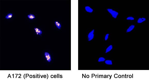 Detection of human Ki-67 by incubating cells with 3 μg/mL of Rabbit anti-Human Ki-67 monoclonal antibody (MAB7617) at room temperature for 1 hour followed by incubation with 1:200 dilution of Donkey Anti-Rabbit IgG NorthernLights™ NL637-conjugated secondary antibody for 1 hour at room temperarture. Note strong positive staining in A172 cells (left panel, positive control) and a lack of non-specific background staining in the absence of primary antibodies (right panel, negative control).   