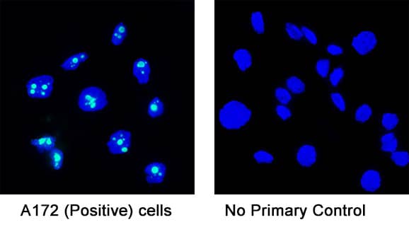 Detection of human Ki-67 by incubating cells with 3 μg/mL of Rabbit anti-Human Ki-67 monoclonal antibody (MAB7617) at room temperature for 1 hour followed by incubation with 1:200 dilution of Donkey Anti-Rabbit IgG NorthernLights™ NL493-conjugated secondary antibody for 1 hour at room temperature. Note strong positive staining in A172 cells (left panel, positive control) and a lack of non-specific background staining in the absence of primary antibodies (right panel, negative control).   