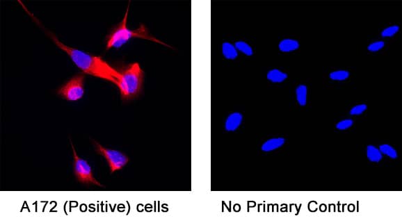 Detection of human Vimentin by incubating cells with 8 μg/mL of Mouse anti-Human Vimentin monoclonal antibody (MAB21052) at room temperature for 1 hour followed by incubation with 1:200 dilution of Donkey Anti-Mouse IgG NorthernLights™ NL557-conjugated secondary antibody for 1 hour at room temperature. Note strong positive staining in A172 cells (left panel, positive control) and a lack of non-specific background staining in the absence of primary antibodies (right panel, negative control).   