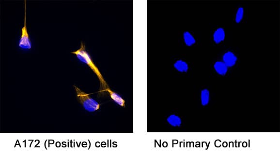 Detection of human Vimentin by incubating cells with 8 μg/mL of Mouse anti-Human Vimentin monoclonal antibody (MAB21052) at room temperature for 1 hour followed by incubation with 1:200 dilution of Donkey Anti-Mouse IgG NorthernLights™ NL637-conjugated secondary antibody for 1 hour at room temperature. Note strong positive staining in A172 cells (left panel, positive control) and a lack of non-specific background staining in the absence of primary antibodies (right panel, negative control).   