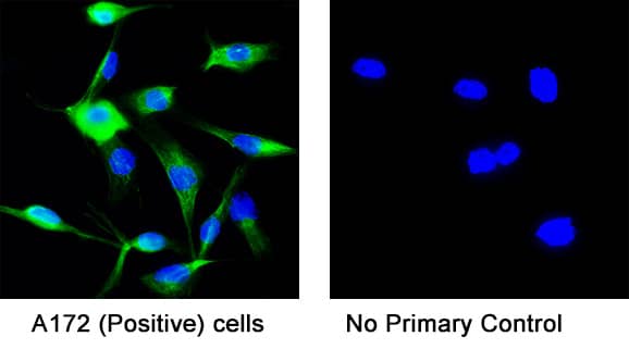 Detection of human Vimentin by incubating cells with 8 μg/mL of Mouse anti-Human Vimentin monoclonal antibody (MAB21052) at room temperature for 1 hour followed by incubation with 1:200 dilution of Donkey Anti-Mouse IgG NorthernLights™ NL493-conjugated secondary antibody for 1 hour at room temperature. Note strong positive staining in A172 cells (left panel, positive control) and a lack of non-specific background staining in the absence of primary antibodies (right panel, negative control).   