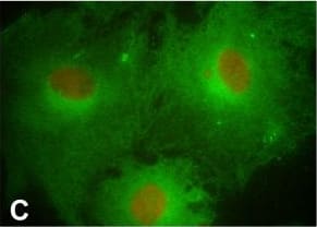 Western Blot: PTGFR Antibody - BSA Free [NLS1049] - Representative FPr immunofluorescent staining on porcine corpus luteum-microvascular endothelial cells (pCL-MVECs) isolated from the early luteal phase (EL-p) (A), the mid-luteal phase (ML-p) (B) & during pregnancy (P-p) (C) (×400). D) porcine Aortic Endothelial Cell (pAEC) culture (x400). Representative immunostaining of the FPr on non-fixed EL-p pCL-MVECs is shown (E). Image collected & cropped by CiteAb from the following publication (//rbej.biomedcentral.com/articles/10.1186/1477-7827-5-31), licensed under a CC-BY license. Not internally tested by Novus Biologicals.