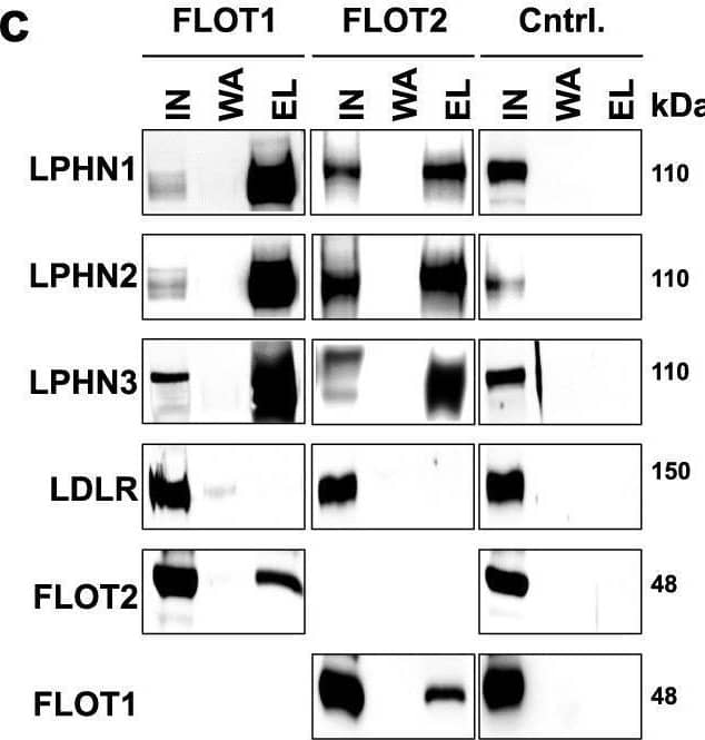 Western Blot Latrophilin 3/LPHN3 Antibody - BSA Free