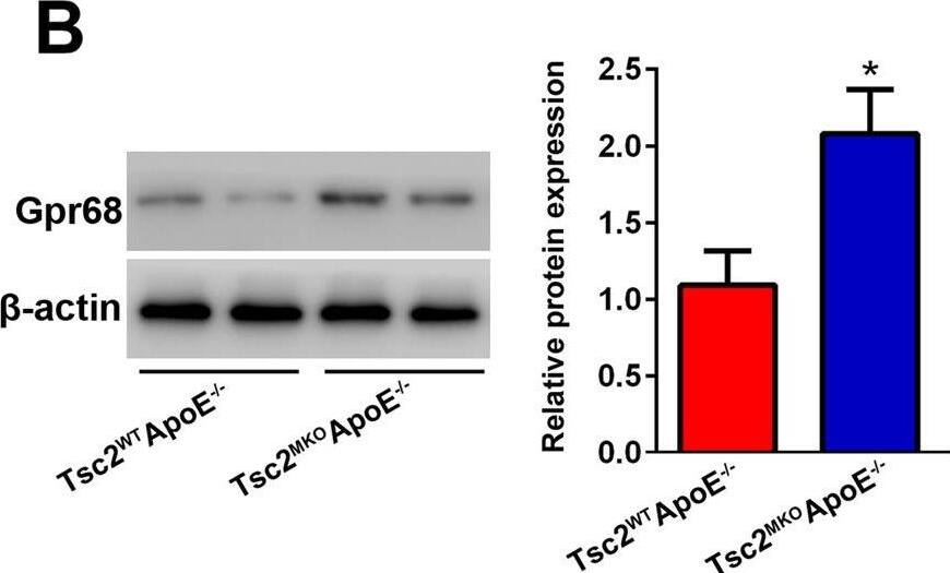Myeloid-specific deletion of Tsc2 induces Gpr68 expression in AngII-infused aortas.A, B Quantitative real-time PCR (n = 5) and western blot (n = 4) were performed to determine the expression of Gpr68 in abdominal aortas from AngII-infused Tsc2MKOApoE–/– and Tsc2WTApoE–/– mice on day 28. C Immunofluorescence staining of F4/80 (red) and Gpr68 (green) in abdominal aortic tissues from AngII-infused Tsc2MKOApoE–/– and Tsc2WTApoE–/– mice on day 28 (n = 5). Scale bar = 50 um. *P < 0.05, vs. Tsc2WTApoE–/– mice infused with AngII. Image collected and cropped by CiteAb from the following open publication (//pubmed.ncbi.nlm.nih.gov/36400753), licensed under a CC-BY license. Not internally tested by Novus Biologicals.