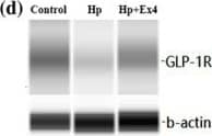 Simple Western: GLP-1R Antibody - BSA Free [NLS1205] - Effect of the administration of exendin‐4 on eNOS expression. (a) Capillary western blot of total eNOS & phosphorylated eNOS expression in the rat retina. The red box indicates the target protein. (b & c) Fold change in the expression of total eNOS (b) & phosphorylated eNOS (c) in the rat retina (n = 7 in control group; n = 6 in Hp + PBS group; n = 9 in other groups). (d & e) Capillary western blot & fold change in the expression of GLP‐1 receptors (GLP‐1R) (d), PI3K, & Akt (e) in the rat retina. *P < .05, significantly different from CSF group; #P < .05significantly different from noradrenaline without exendin‐4 group. (f) NO content in human retinal microvascular endothelial cells (n = 6, 5, 5, 6, 7, 5, & 6 for group of control, OGD, OGD + Ex‐4, OGD + Ex‐4 + Ex‐9–39‐L, OGD + Ex‐4 + Ex‐9–39‐H, OGD + Ex‐4 + l‐NAME‐L, & OGD + Ex‐4 + l‐NAME‐H, respectively). One‐way ANOVA with LSD or Dunnett's T3 test were performed. C, control group; HP, high pressure injury group; EX‐4, exendin‐4; s.c., subcutaneous injection of exendin‐4; i.v., intravitreal injection of exendin‐4; od, eye drops of exendin‐4; OGD, oxygen glucose deprivation model; EX‐9–39‐L, low concentration of exendin‐9‐39 (10 nM); EX‐9–39‐H, high concentration of exendin‐9‐39 (20 nM); l‐NAME‐l, low concentration of l‐NAME (50 μM); l‐NAME‐H, high concentration of l‐NAME (100 μM) Image collected & cropped by CiteAb from the following publication (//pubmed.ncbi.nlm.nih.gov/32232832), licensed under a CC-BY license. Not internally tested by Novus Biologicals.