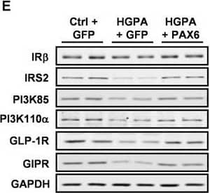 Western Blot GLP-1R Antibody - BSA Free