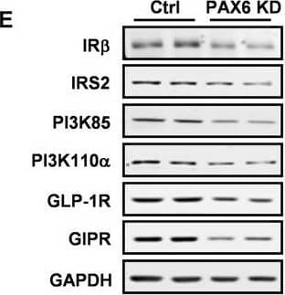 Western Blot GLP-1R Antibody - BSA Free