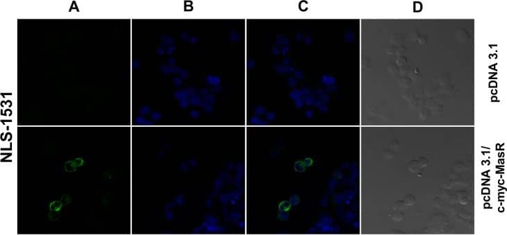 Immunocytochemistry/ Immunofluorescence: Mas Antibody - BSA Free [NLS1531] - Immunofluorescence studies in HEK293T cells overexpressing c-myc tagged MasR using MasR antibodies.Images of fluorescence signal corresponding to secondary cyanine (Cy3)-conjugated antibody (A), nuclear Hoechst 33258 staining (B), merged images (C) & bright field (D) are shown. In cells transfected with the pcDNA 3.1/c-myc-MasR construct, antibodies NLS-1531 & sc-54682 generated a similar staining pattern to that generated with the anti c-myc antibody. No staining was observed with any of these antibodies in cells transfected with the empty vector pcDNA 3.1. Antibody sc-135063 was capable of staining the plasma membrane of cells overexpressing the MasR but also generated widespread signals in cells transfected with the empty vector. For antibody AAR-013 there was no staining associated with the cell membrane. Intense immunocytochemical staining of identical distribution & intensity was revealed in cells transfected with the empty vector & those transfected with the c-myc-MasR construct. Images are representative of 3 independent experiments. Image collected & cropped by CiteAb from the following publication (//dx.plos.org/10.1371/journal.pone.0183278), licensed under a CC-BY license. Not internally tested by Novus Biologicals.