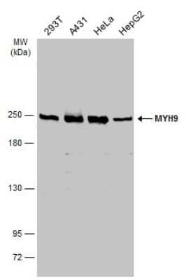 Western Blot: non-muscle Myosin IIA Antibody [NBP3-13220] - Various whole cell extracts (30 ug) were separated by 5% SDS-PAGE, and the membrane was blotted with non-muscle Myosin IIA antibody (NBP3-13220) diluted at 1:1000. The HRP-conjugated anti-rabbit IgG antibody (NBP2-19301) was used to detect the primary antibody.