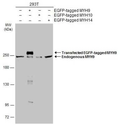 Western Blot: non-muscle Myosin IIA Antibody [NBP3-13220] - Non-transfected (-) and transfected (+) 293T whole cell extracts (30 ug) were separated by 5% SDS-PAGE, and the membrane was blotted with non-muscle Myosin IIA antibody (NBP3-13220) diluted at 1:5000. The HRP-conjugated anti-rabbit IgG antibody (NBP2-19301) was used to detect the primary antibody.