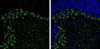 Immunohistochemistry-Frozen: non-muscle heavy chain 10 Myosin Antibody (GT246) [NBP3-13591] - non-muscle heavy chain 10 Myosin antibody [GT246] detects non-muscle heavy chain 10 Myosin Protein expression by immunohistochemical analysis. Sample: Frozen-sectioned adult mouse cerebellum. Green: non-muscle heavy chain 10 Myosin stained by non-muscle heavy chain 10 Myosin antibody [GT246] (NBP3-13591) diluted at 1:250. Blue: Fluoroshield with DAPI. Antigen Retrieval: Citrate buffer, pH 6.0, 10 min