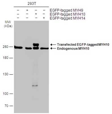 Western Blot: non-muscle heavy chain 10 Myosin Antibody (GT246) [NBP3-13591] - Non-transfected (-) and transfected (+) 293T whole cell extracts (30 ug) were separated by 5% SDS-PAGE, and the membrane was blotted with non-muscle heavy chain 10 Myosin antibody [GT246] (NBP3-13591) diluted at 1:3000. The HRP-conjugated anti-mouse IgG antibody (NBP2-19382) was used to detect the primary antibody.