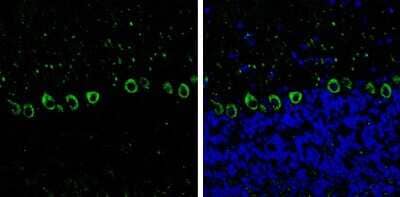 Immunohistochemistry-Frozen: non-muscle heavy chain 10 Myosin Antibody (GT324) [NBP3-13583] - non-muscle heavy chain 10 Myosin antibody [GT324] detects non-muscle heavy chain 10 Myosin Protein expression by immunohistochemical analysis. Sample: Frozen-sectioned adult mouse cerebellum. Green: non-muscle heavy chain 10 Myosin stained by non-muscle heavy chain 10 Myosin antibody [GT324] (NBP3-13583) diluted at 1:250. Blue: Fluoroshield with DAPI. Antigen Retrieval: Citrate buffer, pH 6.0, 10 min